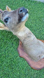 Chevreuil Support mural pour taxidermie - Capreolus