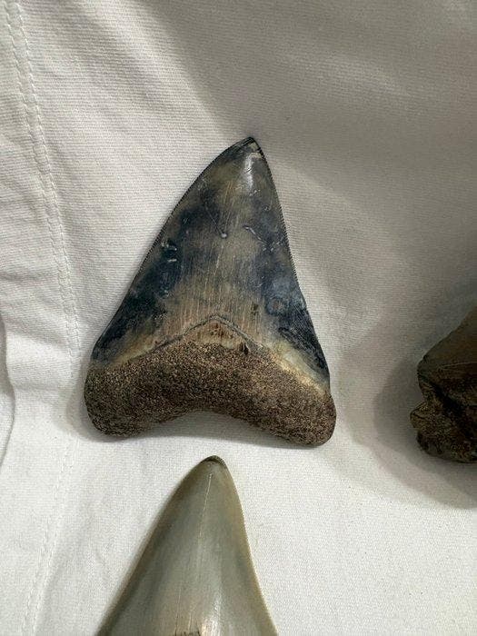 Megalodon - Fossiele tanden - 11.7 cm - 9 cm, Verzamelen, Mineralen en Fossielen