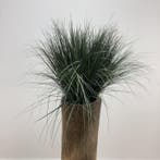 Palmvaas met kunstrietgras, hoogte 175 cm, Huis en Inrichting