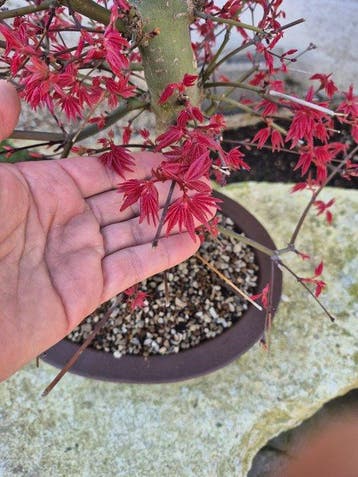 Bonsai van Acer palmatum Deshojo - Hoogte (boom): 38 cm -