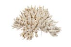 Knopkoraal op plexiglas-sokkel Taxidermie wandmontage -