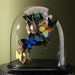 Vlinders in Stolp Taxidermie Opgezette Dieren By Max, Verzamelen, Dierenverzamelingen, Ophalen of Verzenden, Nieuw, Insect, Opgezet dier