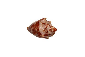 Cymbiola aulica aulica - Zeldzaam XL-formaat - Uitzonderlijk, Nieuw