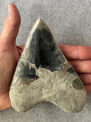 Enorme Megalodon-tand van 13,2 cm - Fossiele tand -, Verzamelen