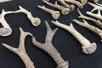 Roebuck Antlers Schedel - Capreolus capreolus - 0 cm - 0 cm, Verzamelen, Nieuw
