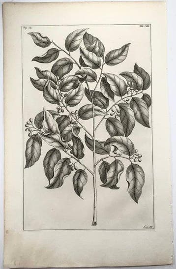Rumpfius, Paul August; Lot of 6 large folios, Herbarium