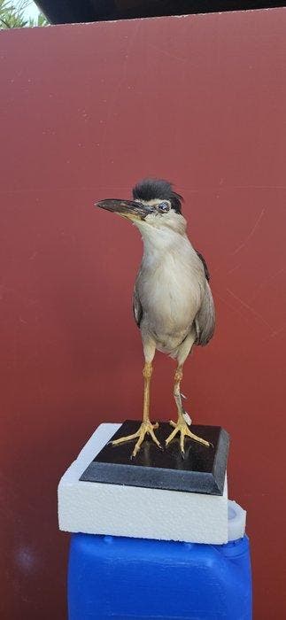 Nitticora Taxidermie volledige montage -, Verzamelen, Nieuw