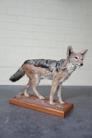 Chacal à dos noir Support de corps entier pour taxidermie -, Verzamelen, Nieuw