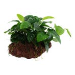 Anubias barteri var. nana op Lavasteen, Dieren en Toebehoren, Vissen | Aquaria en Toebehoren, Verzenden, Nieuw