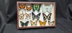 World multi butterflies ex French Mr Amédro Collection
