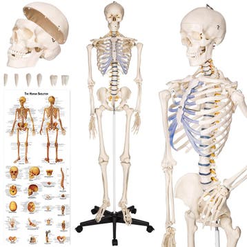 Anatomie skelet - wit, Hobby & Loisirs créatifs, Verzenden