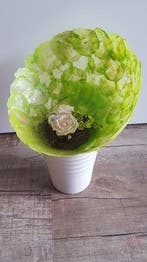 Capiz Camar schelpen Appelgroen 500 gram, Hobby en Vrije tijd, Nieuw