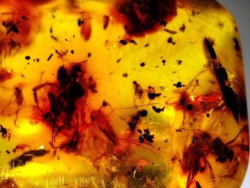 FOSSlL-AMAZING!! Dominicaans amber- 11.14 g