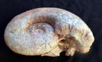 Grote ammoniet van 14 cm - Gefossiliseerde schelp -, Verzamelen