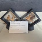 Dinosaure Dent - Mosasaurus - 11 cm - 5 cm - 11 cm - (4)