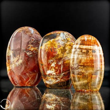 Natuurlijk versteend hout-set uit Madagaskar –, Collections, Minéraux & Fossiles
