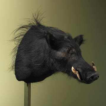 Reuzenboszwijn Taxidermie Opgezette Dieren By Max, Verzamelen, Dierenverzamelingen, Ophalen of Verzenden, Nieuw, Wild dier, Opgezet dier