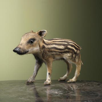 Wild Zwijn Jong Frisling Taxidermie Opgezette Dieren By Max, Ophalen of Verzenden, Nieuw, Wild dier, Opgezet dier