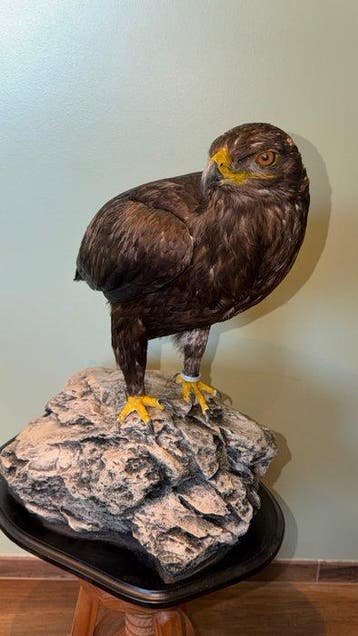 Arend Taxidermie volledige montage - Aquila nipalensis -, Nieuw