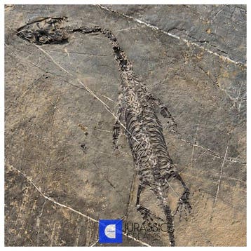 Fijnste Kwaliteit Jong Keichousaurus hui Vroeg-Trias