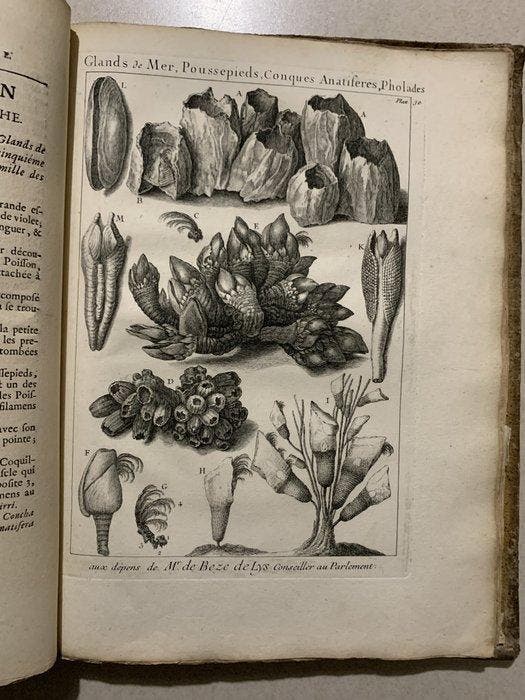 Antoine Joseph Dezallier dArgenville/Francois Boucher -, Antiek en Kunst, Antiek | Boeken en Manuscripten