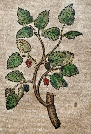Pietro Andrea Mattioli - Contemporary hand-coloured leaf