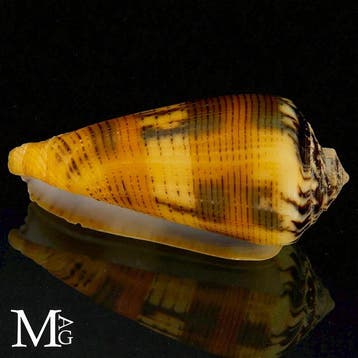 Spécimen de coquille de Conidae Coquillage marin - Conus, Nieuw