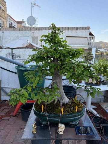 Carpinus betulus - Hoogte (boom): 80 cm - Diepte (boom): 80