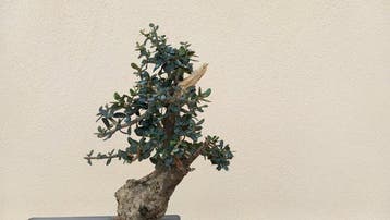 Olijf bonsai (Olea europaea) - Hoogte (boom): 29 cm - Diepte