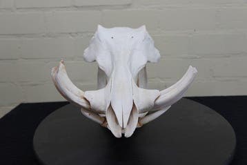 African Warthog Schedel - Phacochoerus africanus - 0 cm - 22, Nieuw
