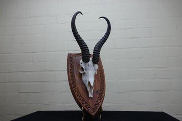 Springbok Schedel - Antidorcas marsupialis - 0 cm - 0 cm - 0, Nieuw
