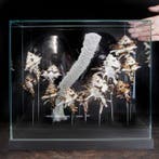 Mariene collectie onder glazen koepel - Taxidermie volledige