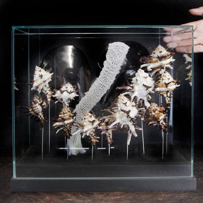 Mariene collectie onder glazen koepel - Taxidermie volledige, Antiek en Kunst, Curiosa en Brocante