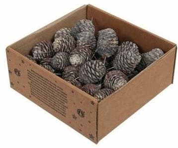 Leucadendron Murri op draad White Wash 50 stuks, Nieuw