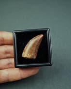 Dinosaure - Dent fossile - Carcharodontosaurus Saharicus