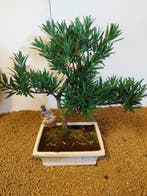 Boeddha-den bonsai (Podocarpus macrophyllus) - Hoogte