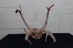 Reindeer Shed Antlers - Norway Schedel met gewei - Rangifer, Verzamelen, Nieuw