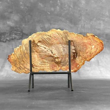 Magnifique tranche de bois pétrifié sur un socle