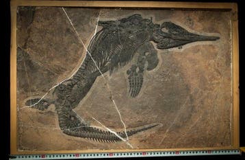 Fossiel - Fossiele matrix - Mixosaurus - 70 cm - 47 cm
