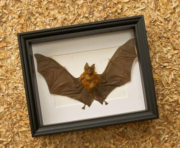 Painted Vesper Bat - framed Taxidermie volledige montage -, Verzamelen, Nieuw