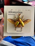 Allomyrina dichotoma Support mural pour taxidermie -