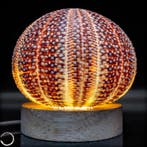Decoratieve Kleidocidaris peroni zee-egel-lamp- 45.45 g, Verzamelen, Mineralen en Fossielen