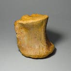 Dinosaure - Os fossilisé - Carcharodontosaurus saharicus