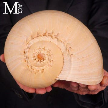 Grote museumkwaliteit Melo Broderipii-schelp - Natuurlijke, Nieuw
