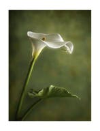 Enrico Camporese - Zantedeschia
