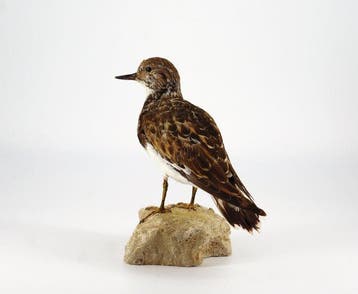 Voltapietre Taxidermie volledige montage - Arenaria, Nieuw