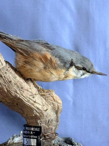 Bouwspecht Taxidermie volledige montage - Sitta europaea, Nieuw
