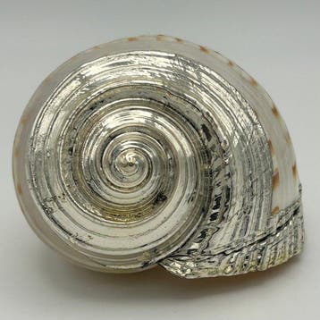 NO RESERVE PRICE - Beeldje - Conchiglia Tonna rivestita in
