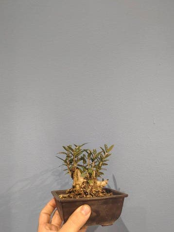 Bonsaï Olivier (Olea europaea) - Hauteur (arbre) : 14 cm -, Antiquités & Art