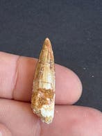 Spinosaure - Dent fossile - 3.1 cm (Sans prix de réserve), Antiquités & Art